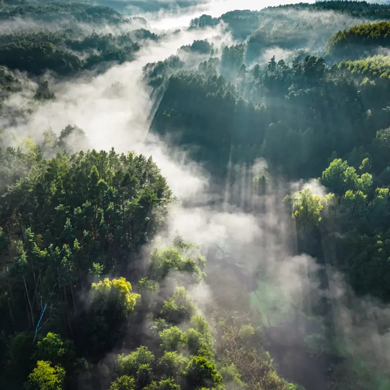 Foggy Forest In Valley In Autumn At Sunrise 2022 11 09 03 04 57 Utc